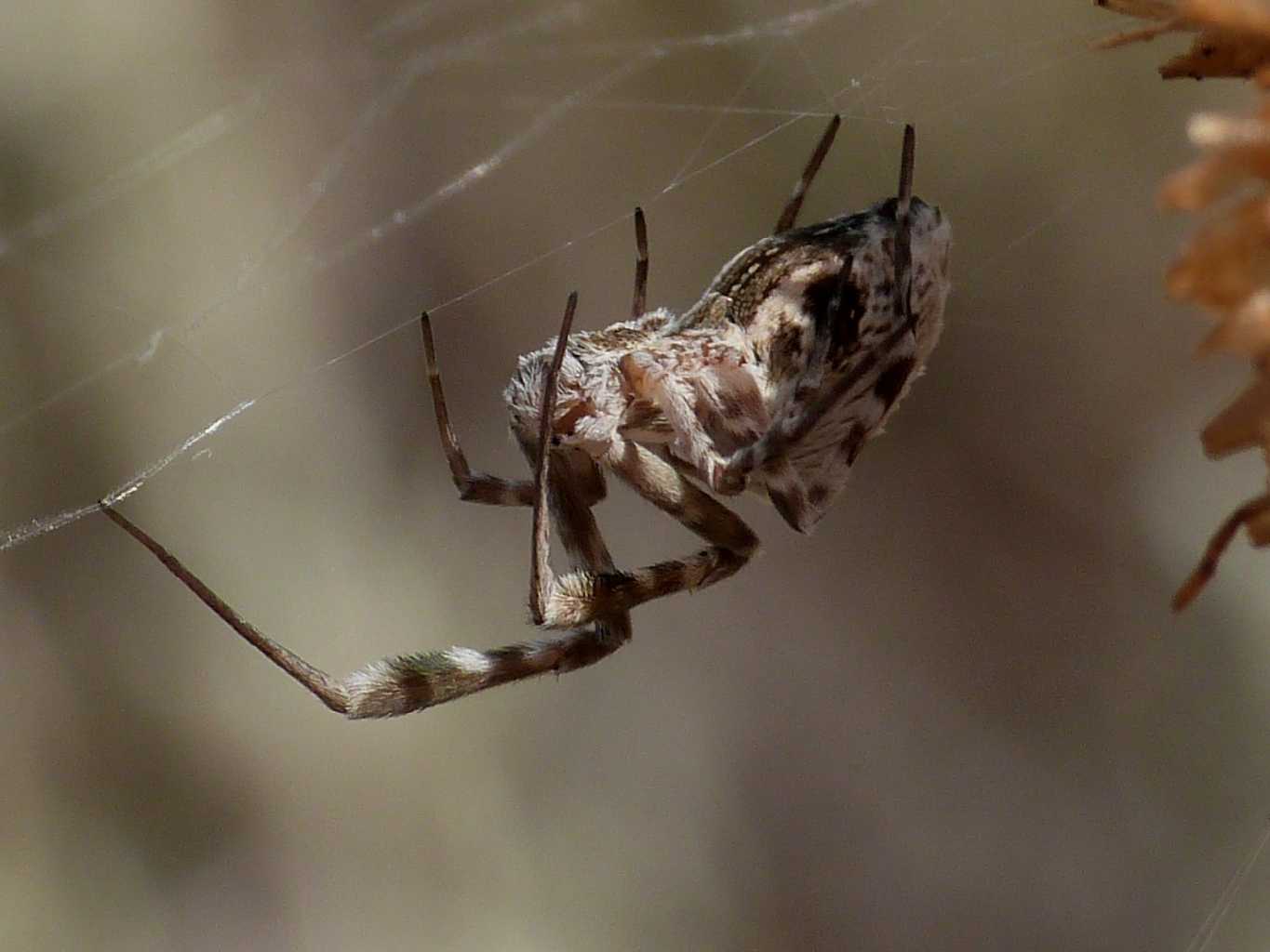 Una carrellata di Uloborus walkenaerius - Palau (OT)